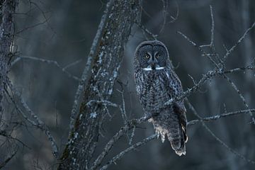 Great grey owl at sunrise, Canada by Sven Scraeyen
