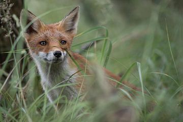 Young fox in the grass by Steffie van der Putten