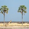 Giraffen en Palmbomen van Gijs de Kruijf