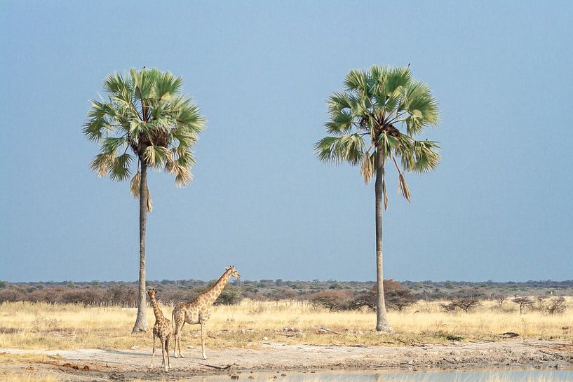 Giraffen und Palmen von Gijs de Kruijf