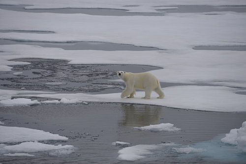 IJsbeer aan de wandel op Spitsbergen
