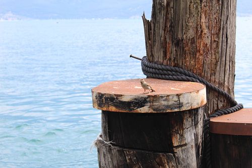 Sperling bei Meerpaal im sonnigen Italien