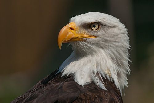 Amerikaanse Zeearend