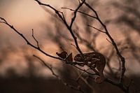 Camouflage