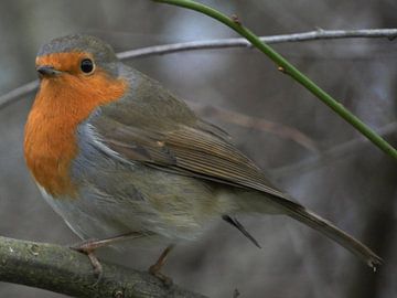 Small but Powerful: The Beauty of the Robin by Danny Kantas