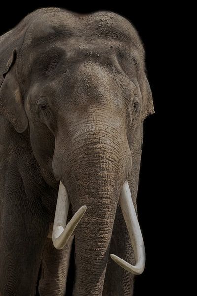 Eléphant d'Afrique, avec défenses par Gert Hilbink