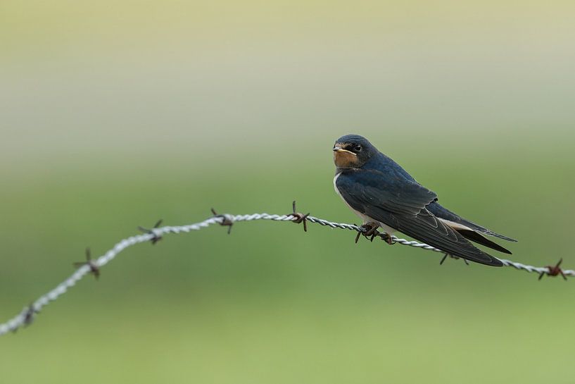 Boerenzwaluw op prikkeldraad par Menno Schaefer