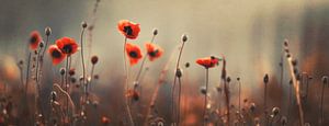 Nostalgic Nature No 9