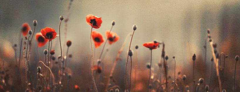 Nostalgic Nature No 9 by Treechild