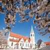Mandelblüte im Frühling am St. Mang Platz und Kirche von Leo Schindzielorz
