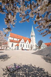 Amandiers en fleurs au printemps sur la place et l'église St. Mang sur Leo Schindzielorz