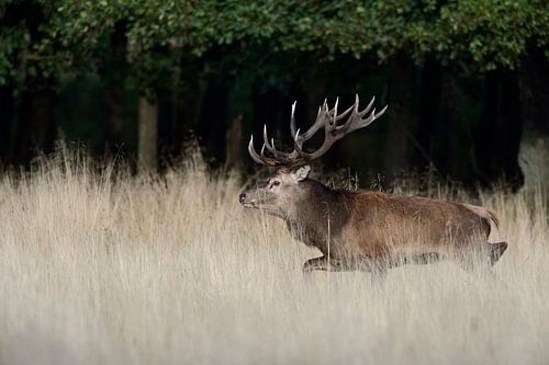 beeindruckender Rothirsch ( Cervus elaphus ) läuft durch hohes Gras sur wunderbare Erde