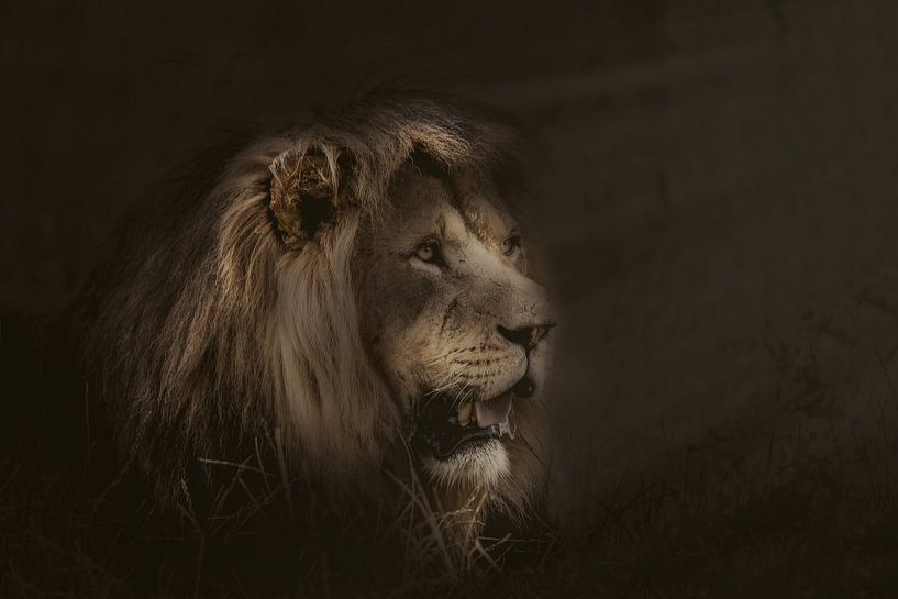 Der Löwe. ( Katze ) von Monica Zimmermans