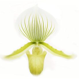 Orchidee in high key van Frouwkje Fotografie
