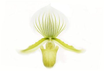 Orchidee in hoher Tonlage von Frouwkje Fotografie