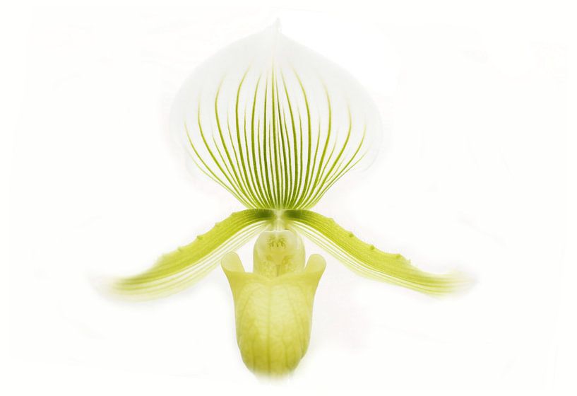 Orchidee in high key van Frouwkje Fotografie