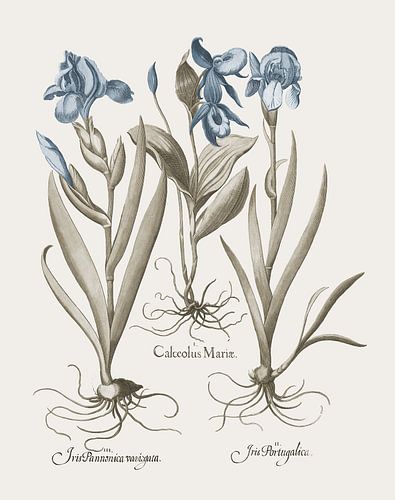 Basilius Besler-Iris en lelie IV