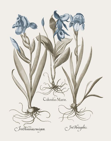 Basilius Besler-Iris and Lily IV by finemasterpiece