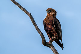 Un aigle bateleur perché tout en haut d'une branche d'arbre dénudée sur Johannes Jongsma