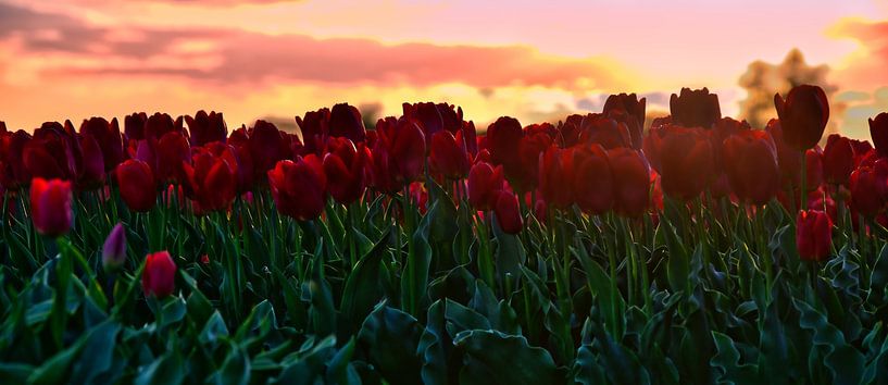 champ coloré de tulipes rouges qui attire l'attention par Miny'S