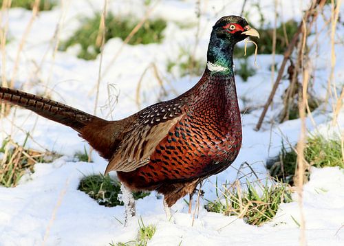 Pheasant in the Snow