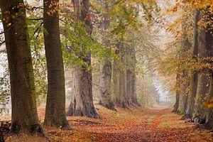 Laan van beuken bomen, begin herfst van Frans Lemmens
