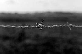 Battle of Messines Ridge.