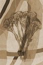 Blumen und Linien.  Moderne abstrakte botanische geometrische Kunst in Beige und Braun von Dina Dankers Miniaturansicht