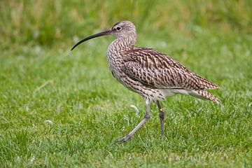 Curlew : Blijdorp Zoo by Loek Lobel