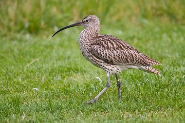 Brachvogel : Tierpark Blijdorp von Loek Lobel