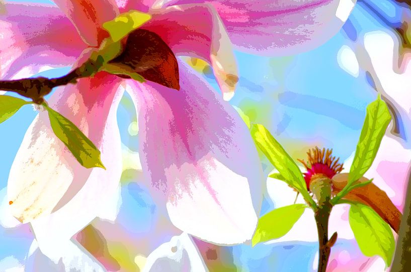 Magnolia by De Rover