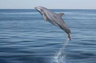 Der springende Delphin von Heike Hultsch Miniaturansicht