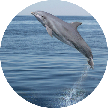 Der springende Delphin van Heike Hultsch