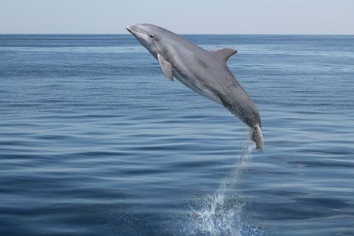 Der springende Delphin