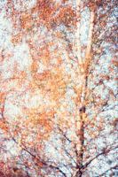 Birch in autumn