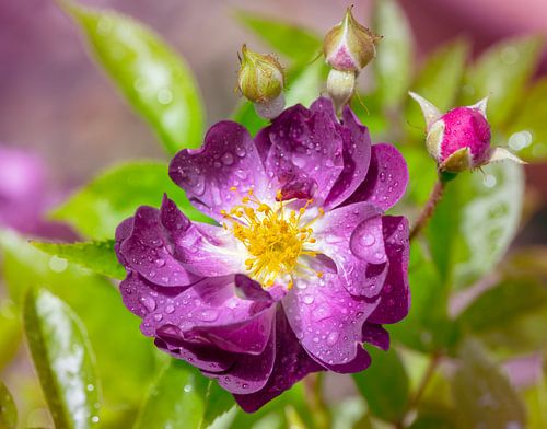 Fleur violette d'un rosier liane