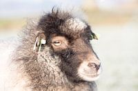 Mouton d'Ouessant