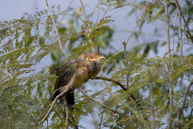 Familie vogel van Harry Bronkema