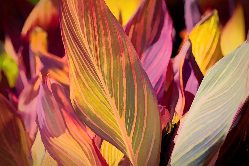 Bladeren van Rob Boon