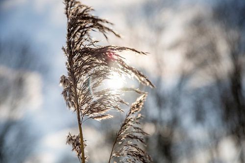 Reed in the winter sun