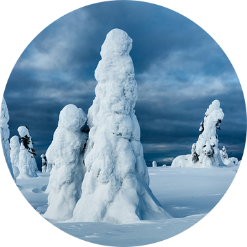 Het magische bevroren woud in Finland