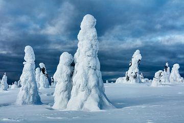 Het magische bevroren woud in Finland