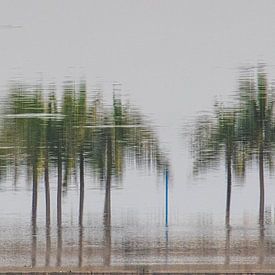 impression d'une rangée d'arbres sur Reinier de Rooie
