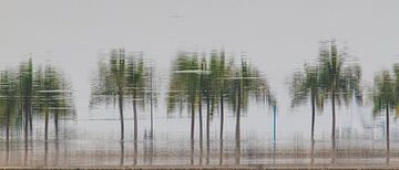 impression of a row of trees