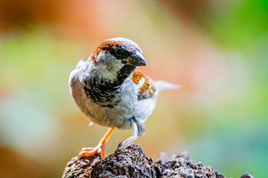 Portrait de Hawfinch