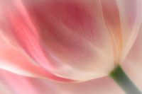 Abstract pink