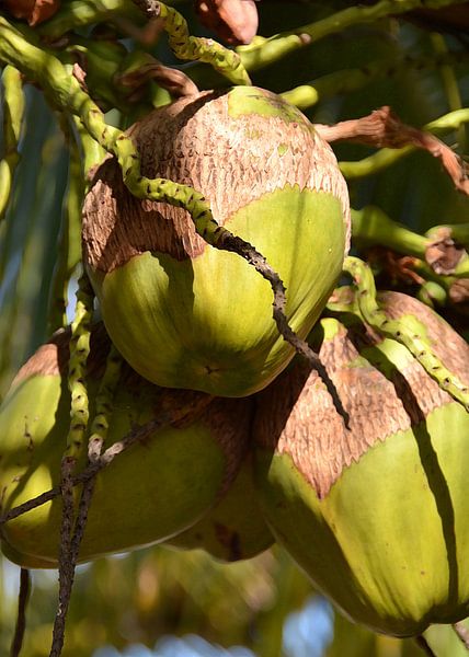 Kokosnüsse 3 von Alex Neumayer