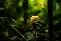 Costa Rica, Blume