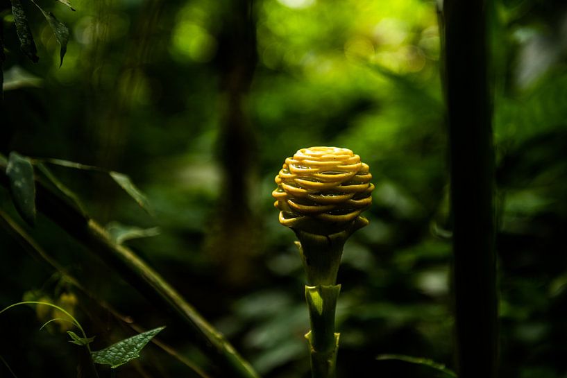 Costa Rica, Blume von Sander Verhoeven