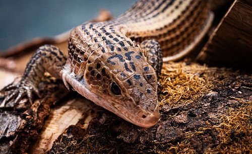 Lizard Close-up - Detailed Portrait